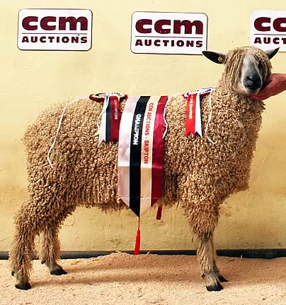 2013 Skipton Wensleydale supreme champion